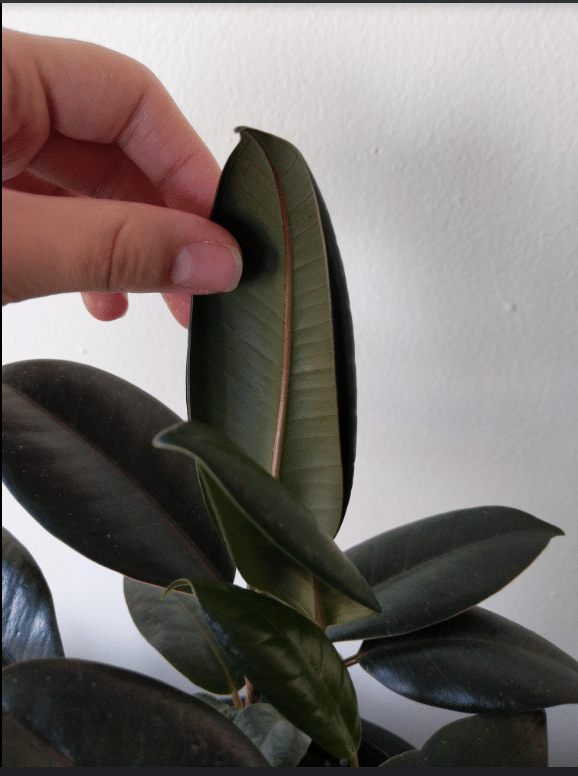 Burgundy rubber plant curling inwards